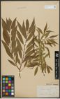 Foto von Salix alba L. x Salix fragilis L.